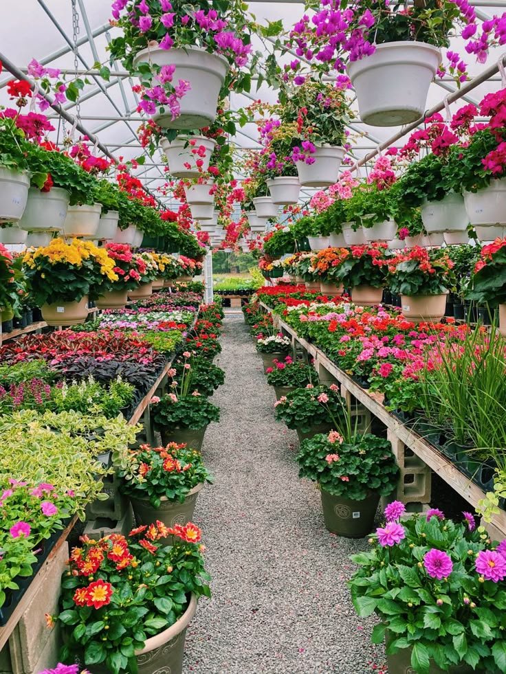Interior del vivero O Piñeiro lleno de flores y plantas
